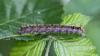 Trichiura crataegi